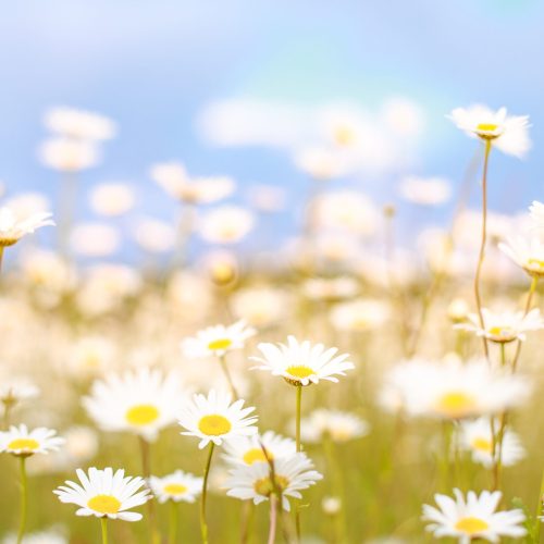 Camomile field over sky background.