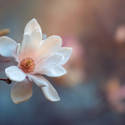 „Virágom, virágom”